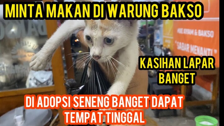 Anak Kucing Kelaparan Meminta Makan Di Warung Bakso Endingnya Minta Di Adopsi..!