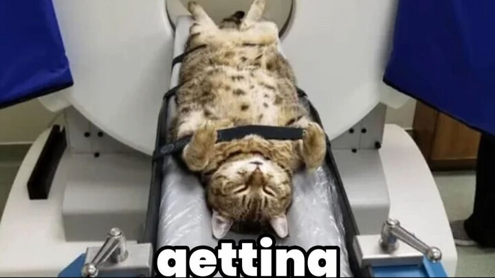 Cat getting a CT scan is hilarious 😹