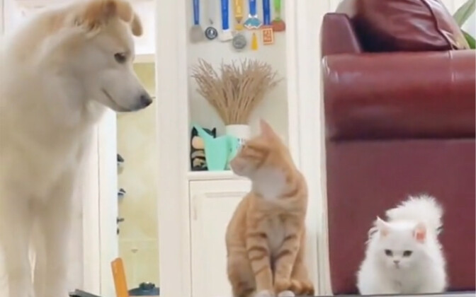 Câu chuyện về Trần Bê La và hai chú mèo cô nuôi (biên tập bởi người hâm mộ)