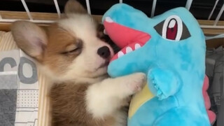 Corgi hanya bisa tidur nyenyak jika dia memegang buaya raksasa kecil