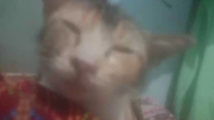kucingku