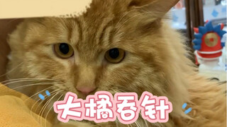 If you have a little glutton at home, please pay close attention: promptly remove any hazardous item