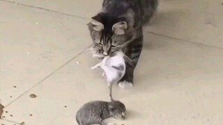 底层代码冲突