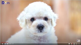 Mua Chó Poodle màu trắng kem con size tiny thuần chủng đang bán tại Dogily Petshop. Mã số:PDL-0005