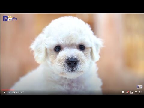 Mua Chó Poodle màu trắng kem con size tiny thuần chủng đang bán tại Dogily Petshop. Mã số:PDL-0005