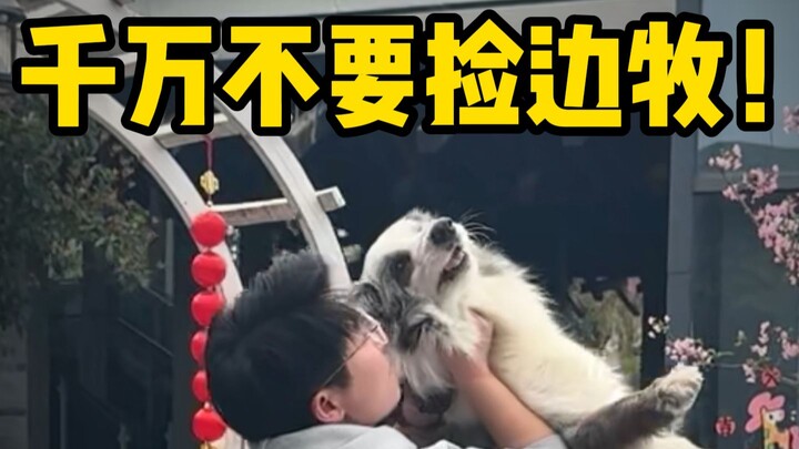 Cuối cùng thì cũng hiểu vì sao tỷ lệ bỏ nuôi của giống chó chăn cừu xứ Wales lại cao đến thế...