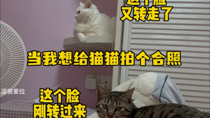 Khi tôi muốn chụp một bức ảnh nhóm cho các bé mèo