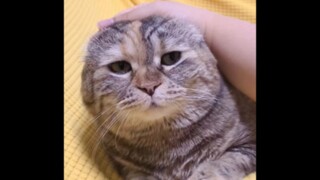 Sad Plush Seal