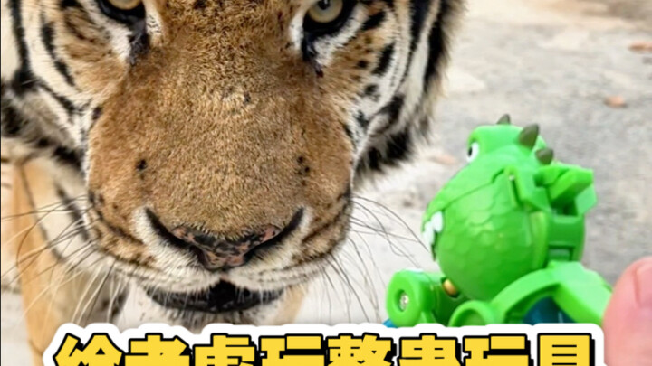 พี่น้องทั้งหลาย ฉันผิดไปแล้ว คราวหน้าฉันยังกล้าอีก!