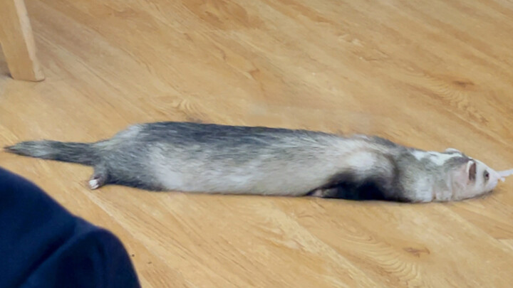 Animal|Cute Ferret