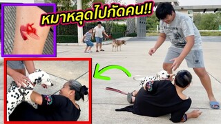 แย่แล้ว..ดีเจจูงหมาเดินเล่น เผลอทำหมาหลุดไปกัดคนอื่น!! ละครสอนใจ | คิดดีทีวี