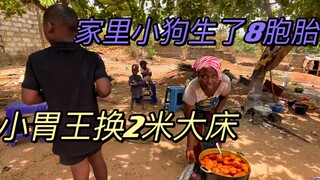 家里狗子生了8胞胎，小胃王换两米大床，给侯哥盖房的最新进度