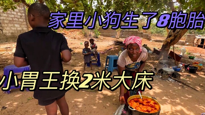 家里狗子生了8胞胎，小胃王换两米大床，给侯哥盖房的最新进度