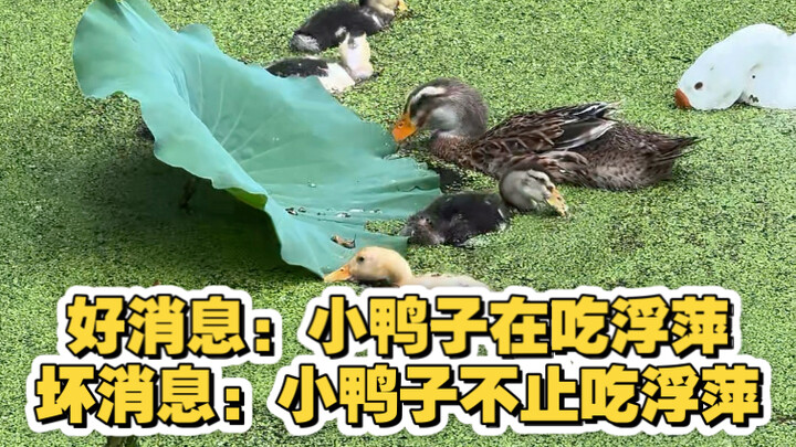 The duck网友们 sent is seriously awesome—it’s already chowing down on duckweed—but something just feels