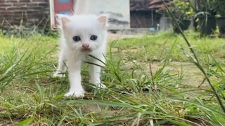 Mulai lincah