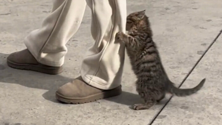 I ran into a little kitten while taking a walk by the roadside.