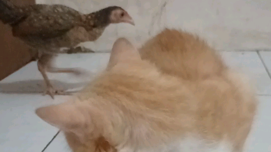 ayam vs oyen