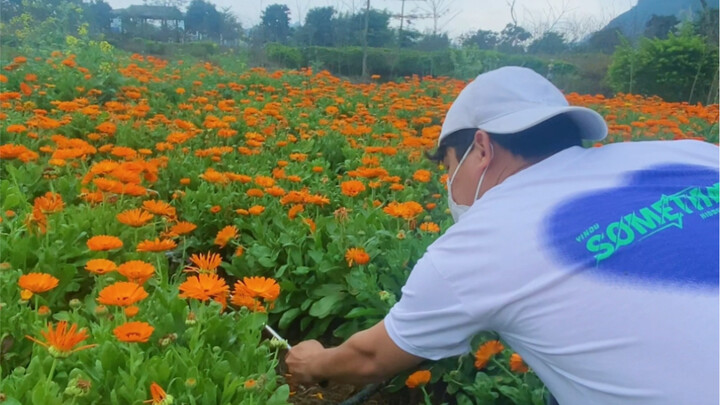 عندما تصادف حقلًا مليئًا بالزهور، جرّب التقاط الصور بهذه الطريقة لتبدو جميلة.