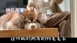 Dog: I'm just an ordinary supplier of dog hair...