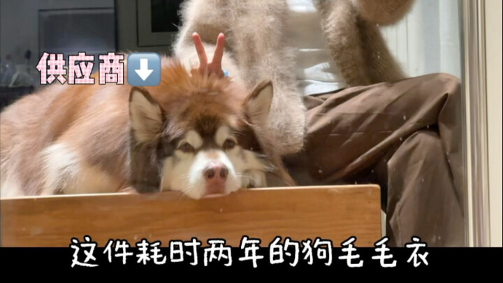 الكلب: أنا مجرد مورد عادي للفراء الكلاب...