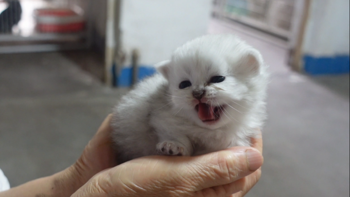 จัดการน้องแมวน้อยตัวหนึ่งที่กระโดดขึ้นมาต่อยคน!