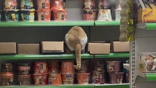 Kitty: Hehe, we've got something delicious again tonight!