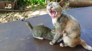 Adorable kittens and their mom cat always mewing to me when we were met, look they want food