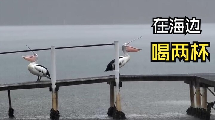 Perilaku membingungkan dari hewan-hewan tersebut!