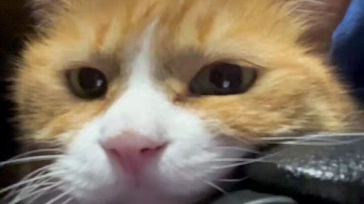 Bibi Jiang & Xiao Mi: Yang satu main dengan pikiran melayang, yang satu menjilat dengan rela hati