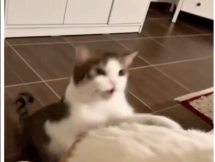 Jealousy makes the cat unrecognizable.