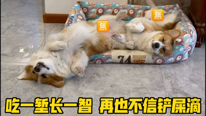 Anjing: Mulut pria… heh! Tui!