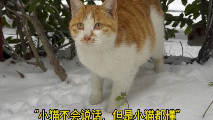 ลูกแมวที่ฉลาดและสุภาพที่ฉันพบ