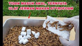 SATU JUTA TAHUN STYROFOAM AKAN TERURAI.. Tetapi tidak bagi ulat ini.. solusi limbah jutaan tahun