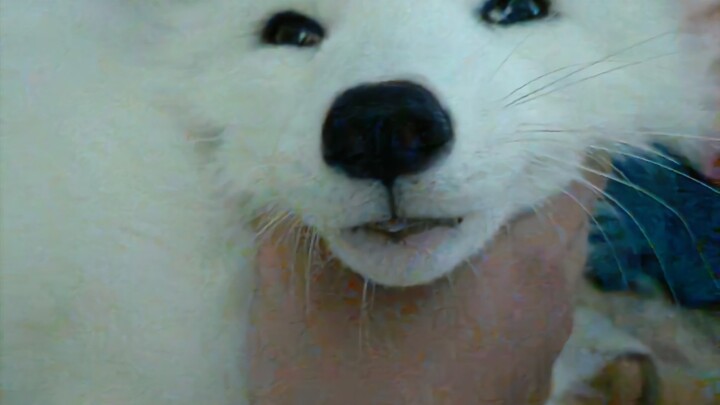 Foxes really do make "nyang nyang" sounds!