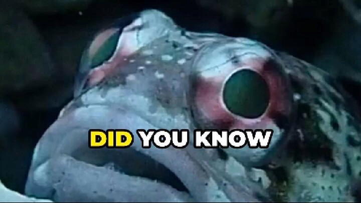 Jawfish: The Big-Mouthed Dad of the Reef