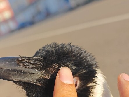 Just in case you didn’t know that birds have ears