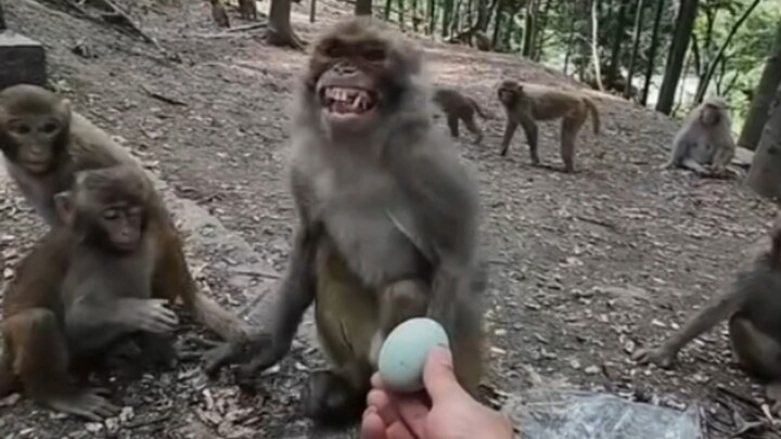 Please let the monkey eat the preserved egg.