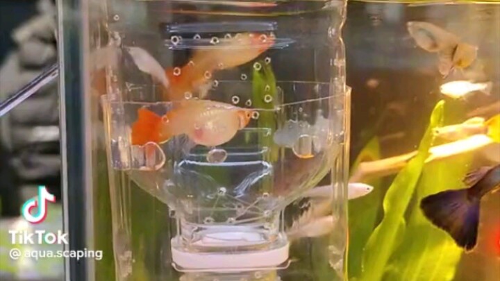 DIY breading cage. Guppy fish.  Ccto