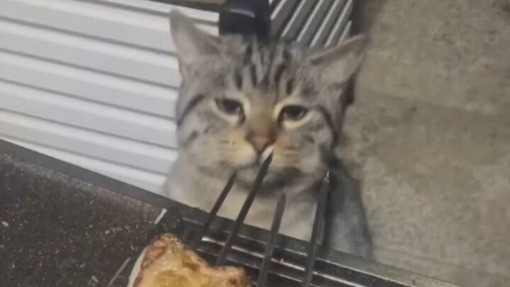 Meow wants to eat meat—what if Meow baked it herself?