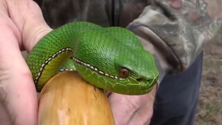 What amazing skill. The serpent staff he carved looks so life-like. Looks like he wasn't boasting about his experience.