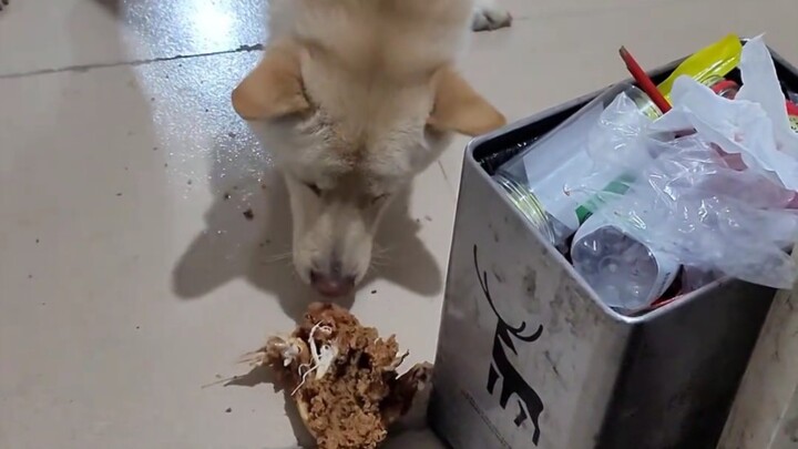 Suddenly give the dog a surprise.