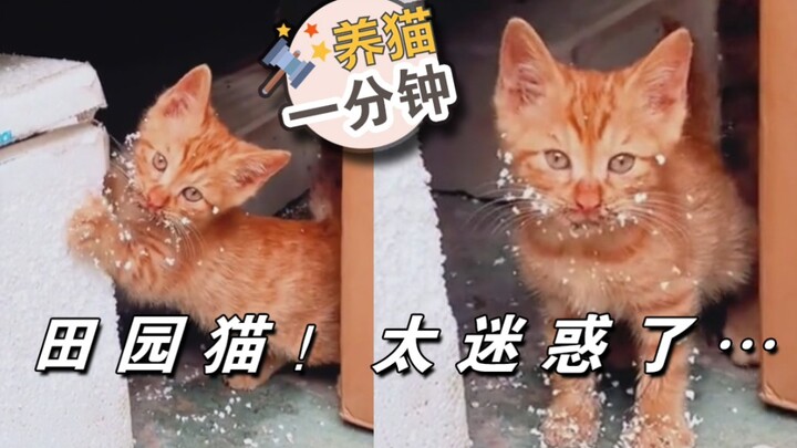 Ghi nhớ “ngôn ngữ mèo” này: Chú mèo thực ra chẳng hề nói là nó thích bạn đâu…