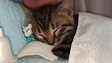 Kitty sleeping on a custom-made bed
