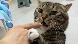 ไม่คาดคิดเลยว่าเจ้าเหมียวน้อยน่ารักขนาดนี้จะมีสองหน้าด้วย!
