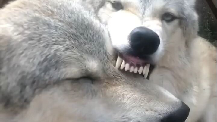 Come on! Bite me!