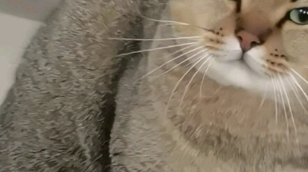 Why is there a cat imitating a human cough?