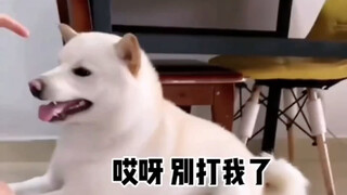 柴柴：别打宝宝了