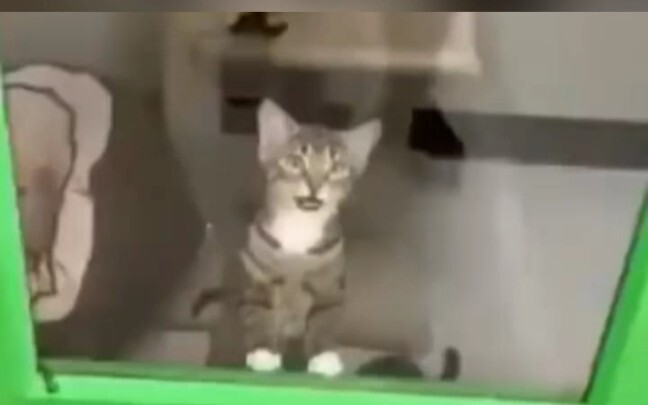 Mèo: Bạn có thể đưa tôi về nhà được không?