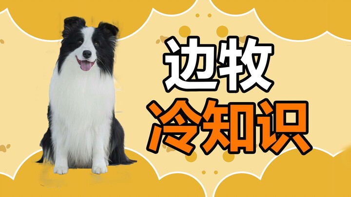 Pet Trivia: How Smart Is the Border Collie, Universally Ranked No. 1 in Intelligence?