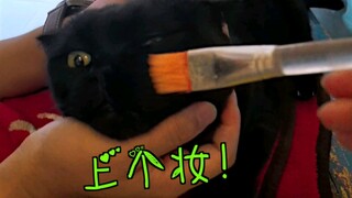 Mọi người nhất định đừng nuôi mèo đen nữa, thật sự không phân biệt được thật giả! Ngay cả bản thân m